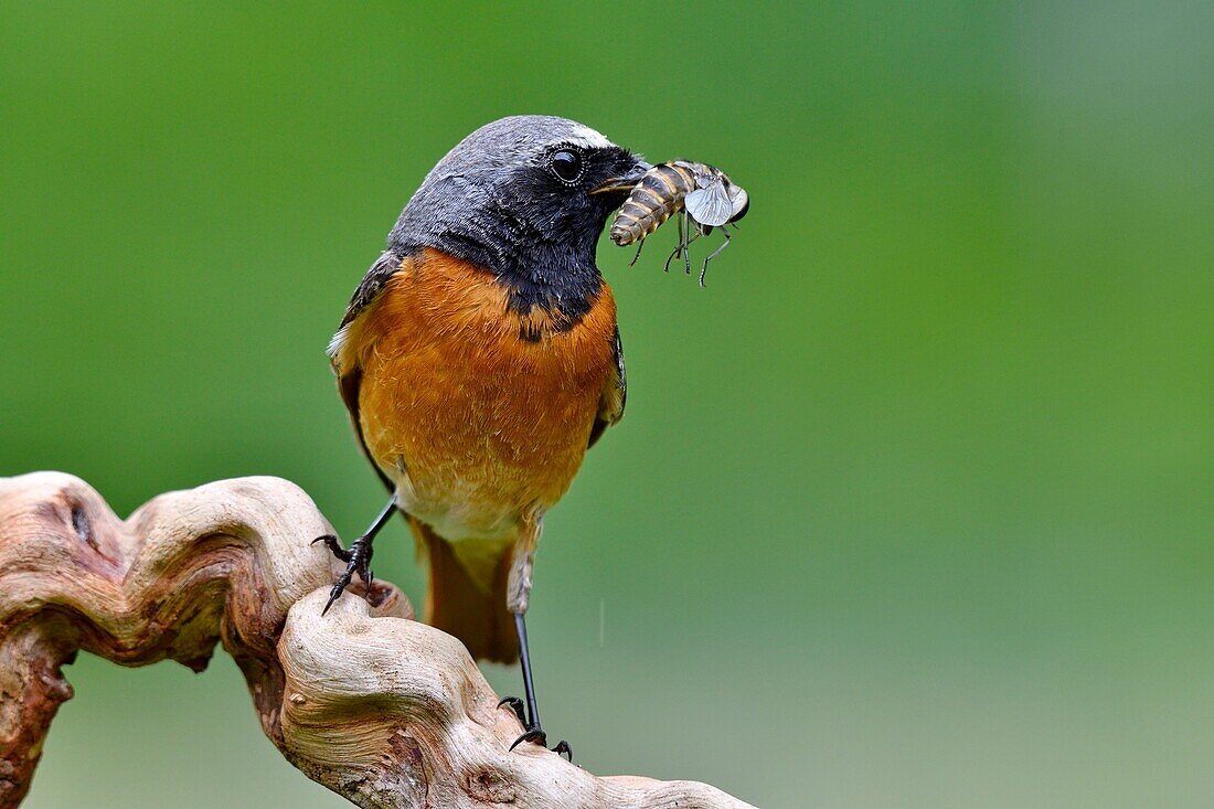 France, Doubs, Common redstart (Phoenicurus phoenicurus), male feeding his young