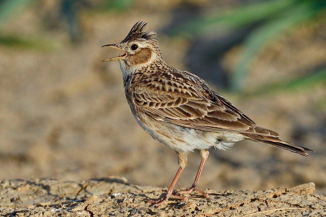 France, Doubs, Eurasian skylark (Alauda arvensis) on the ground, singing