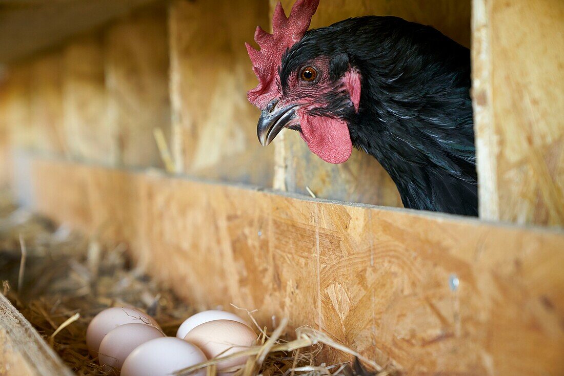 France, Hautes Pyrenees, Bouilh Devant, breeding black hens of Astarac