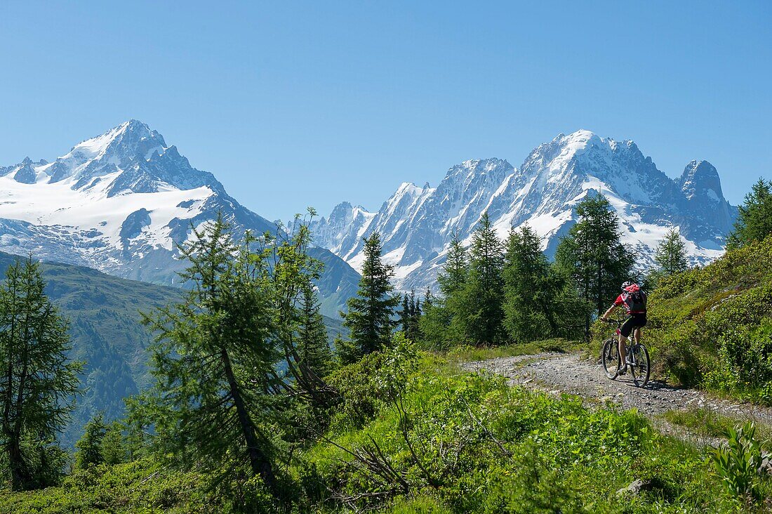 France, Haute Savoie, Chamonix Vallorcine, Aiguilles Rouges massif, mountain bike ride to the Loriaz hut, exit to the alpine meadows and the Mont Blanc Massif