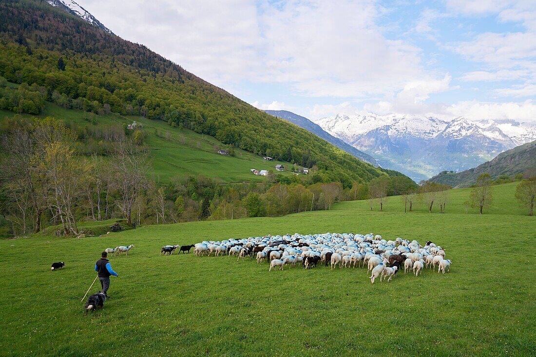 France, Hautes Pyrenees, Viella, Les Cabannes, Denis Laporte, breeder, Bareges lambs