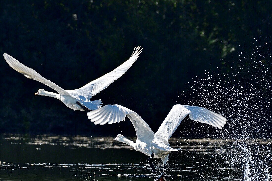 France, Doubs, Mute Swan (Cygnus olor) couple, flight