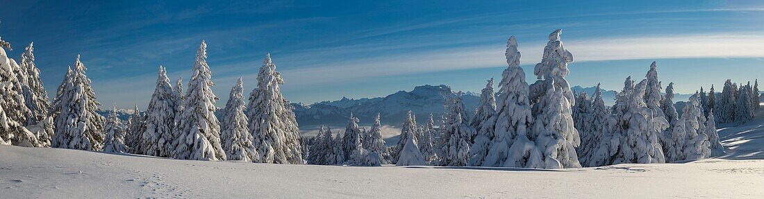 France, Haute Savoie, massive Bauges, above Annecy limit with the Savoie, the Semnoz plateau exceptional belvedere on the Northern Alps, panoramic view of the snow laden forest and massive Bornes and Mount White