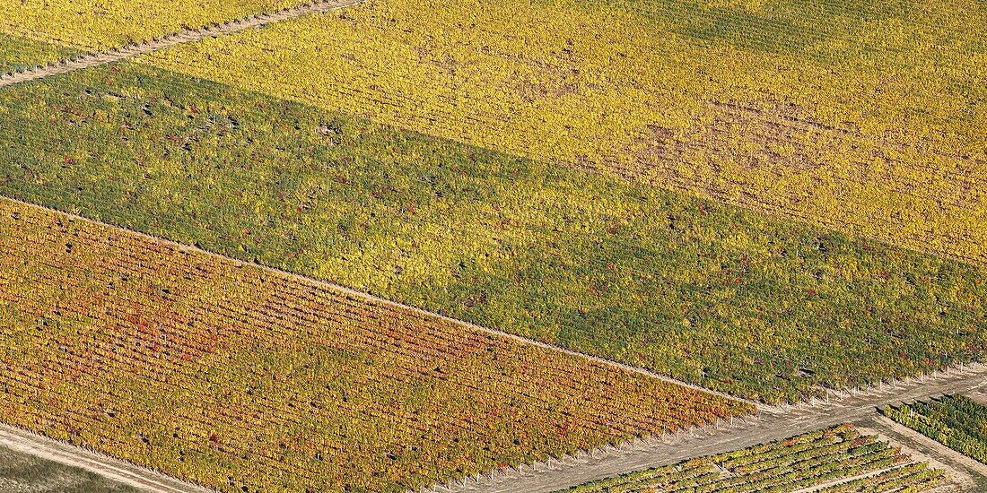 Frankreich, Vendee, Vix, Fiefs Vendeens Weinberge im Herbst (Luftaufnahme)