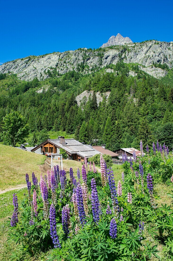 Frankreich, Haute Savoie, Mont-Blanc-Massiv, Chamonix Mont Blanc, Lupinenblüten im Weiler Tre le Champ an der Straße zum Montets-Pass und den Nadeln des Rouges-Massivs