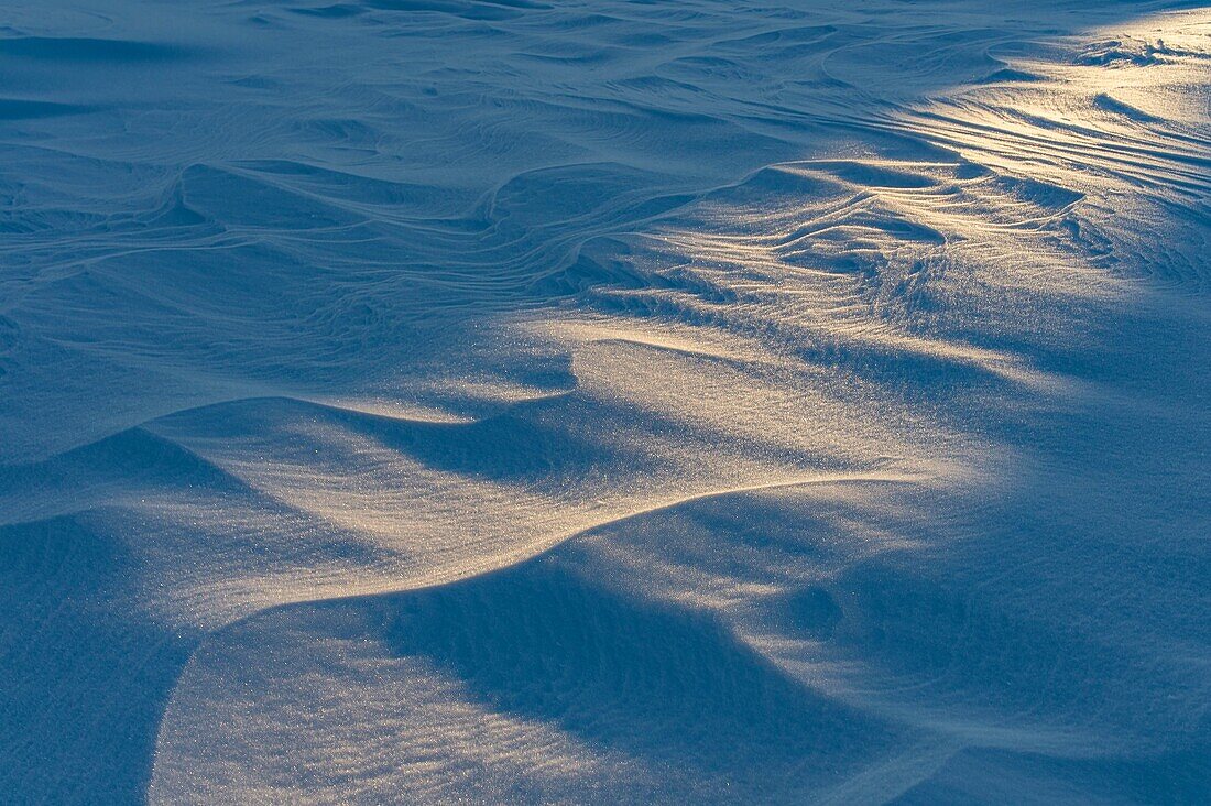 France, Haute Savoie, massive Bauges, above Annecy limit with the Savoie, the Semnoz plateau exceptional belvedere on the Northern Alps, detail of snow waves blown by the wind