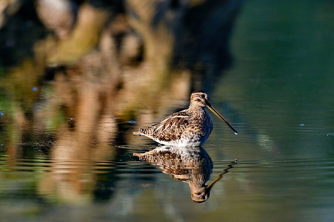 France, Doubs, Brognard, Allan's, natural area, Common Snipe (Gallinago gallinago)