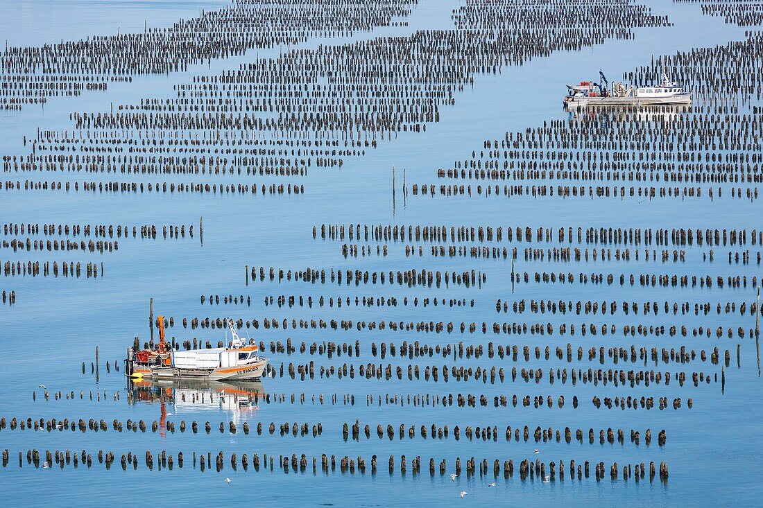 France, Vendee, La Faute sur Mer, boats in mussel farms (aerial view)
