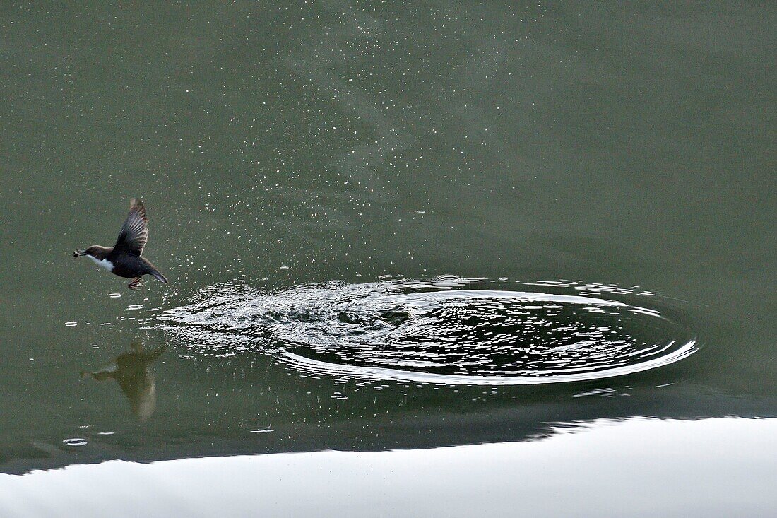 Frankreich, Doubs, Vogel, Sperling, Wasseramsel (Cinclus cinclus), jagt seine Nahrung an einem kleinen Damm am Doubs