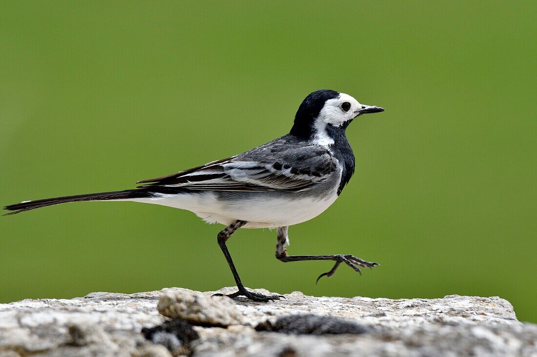 France, Lozere, Causse Mejean, white wagtail (Motacilla alba), feeding, nest built in a stone wall