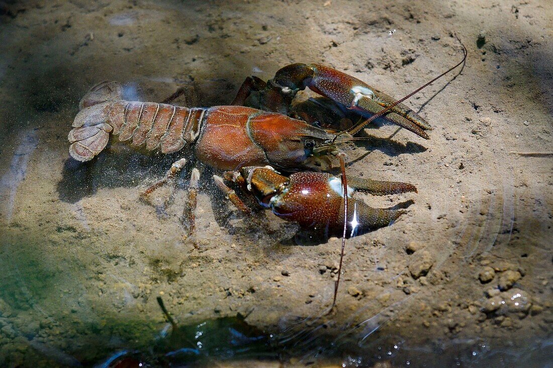 France, Doubs, American claw (Orconectes limosus), invasive invasive species