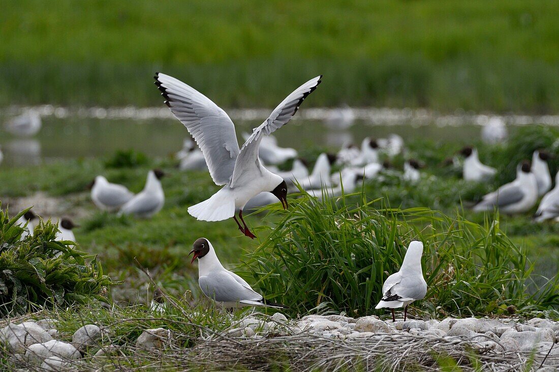 France, Somme, Baie de Somme, House of the bird, colony of black-headed gull (Chroicocephalus ridibundus), in process of nesting