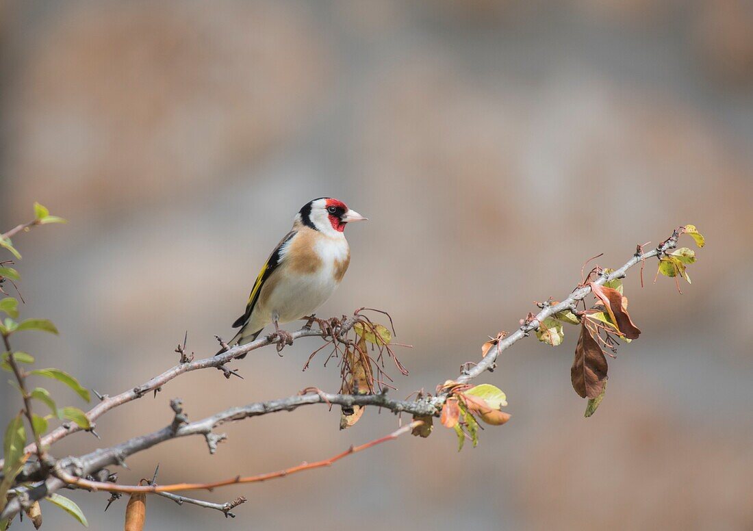 France, Ardeche, Vinezac, european goldfinch