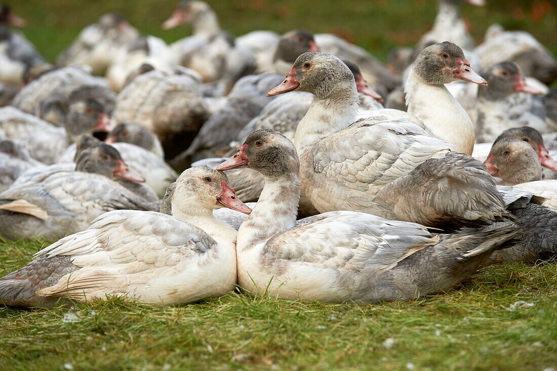 France, Aveyron, Monteils, The Farm of Carles, breeding of ducks in the open air