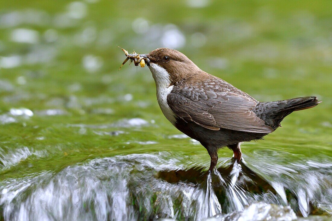 France, Doubs, Creuse valley, White throated dipper (Cinclus cinclus) in the stream, adult hunting to feed his young