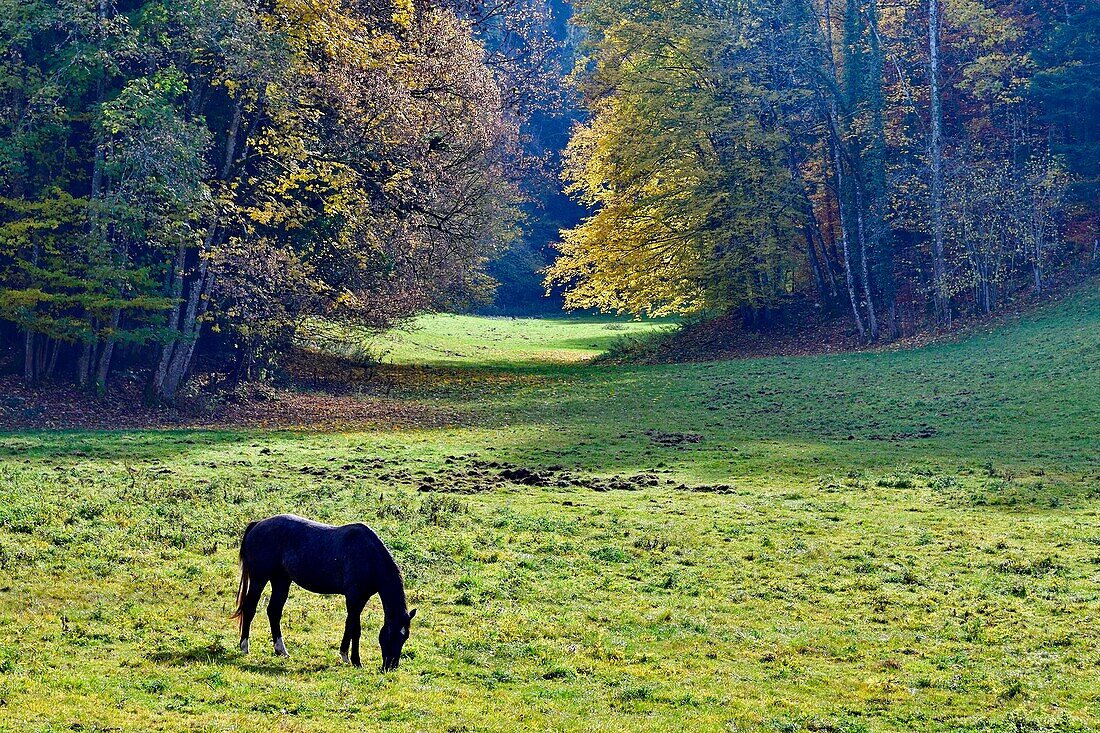 Frankreich, Doubs, Pferd auf der Wiese