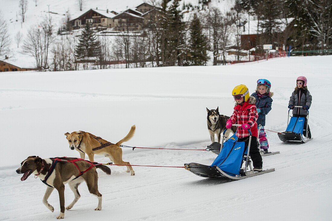 France, Savoie, Massif de la Vanoise, Pralognan La Vanoise, National Park, introductory activity for dogsledding for young children