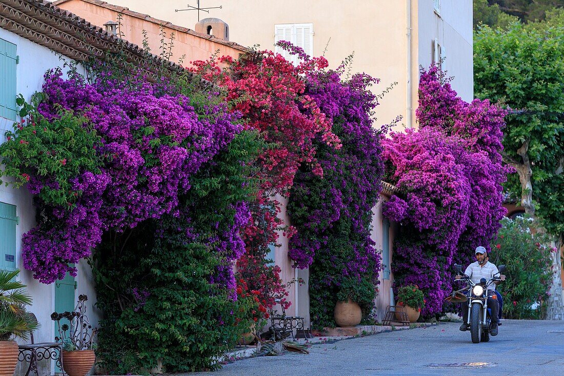 France, Var, Hyeres Islands, Porquerolles Island, Port Cros National Park, Porquerolles village, Bougainvillier