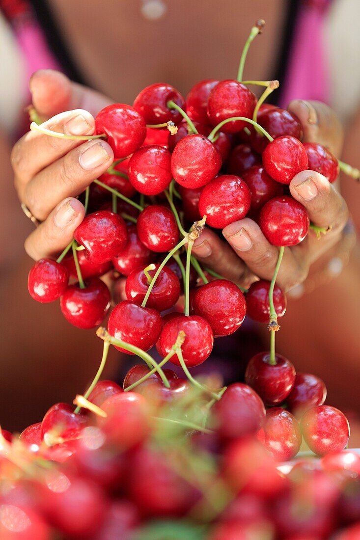 France, Drome, Mercurol, harvesting cherries (Sweetheart variety)