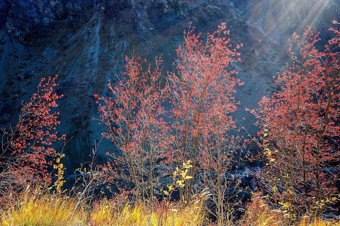 France, Hautes Alpes, Ecrins National Park, valley of Valgaudemar, La Chapelle en Valgaudémar, Natural Reserve of the Haute Vallée de la Séveraisse, red fruit of the mountain ash tree (Sorbus aucuparia)