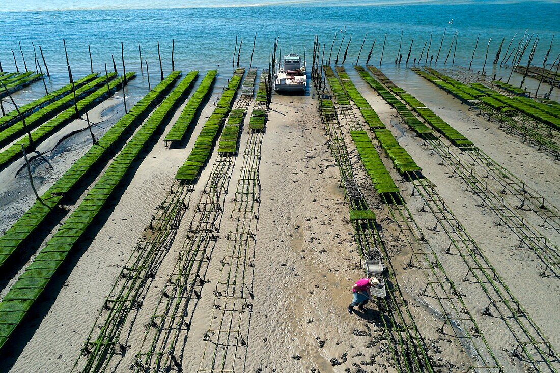 France, Gironde, Bassin d'Arcachon, oyster farming, maintenance, elimination of wild mussels (aerial view)