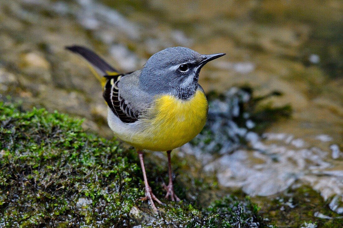 France, Doubs, Grey wagtail (Motacilla cinerea) in a stream