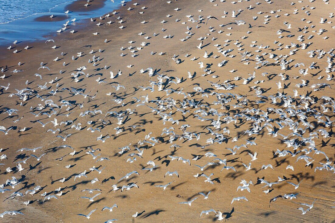 Frankreich, Vendee, La Faute sur Mer, Möwen (Luftaufnahme)