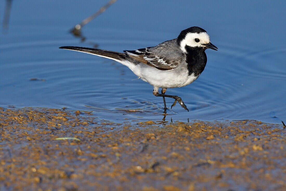 France, Doubs, white wagtail (Motacilla alba), adult at the edge of a pond