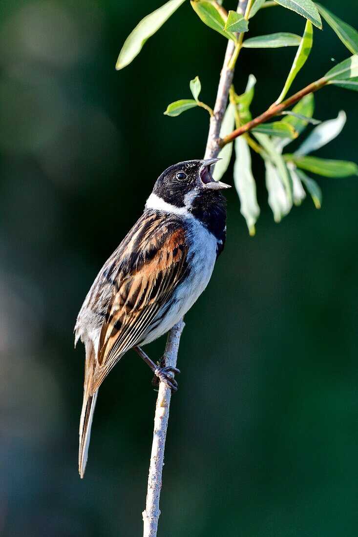 France, Doubs, Reed Bunting (Emberiza schoeniclus), male, singing