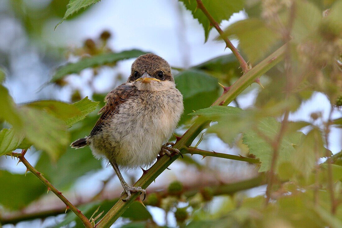 France, Doubs, Red backed Shrike (Lanius collurio) Young on a branch coming off the nest, feeding