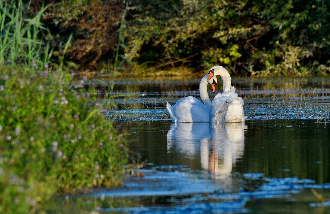 Frankreich, Doubs, Höckerschwan (Cygnus olor), Paar, Balz