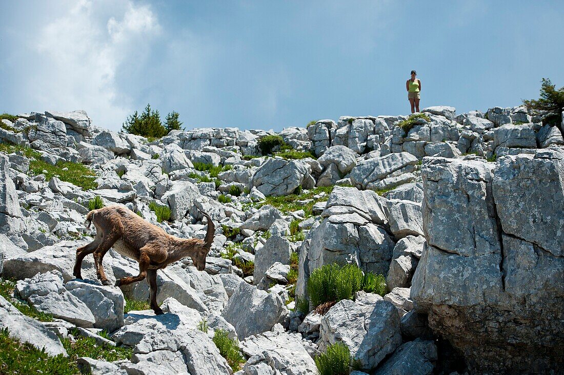 Frankreich, Haute Savoie, La Roche-sur-Foron, Wanderer trifft einen Steinbock auf dem Sous-Dine-Gebirge