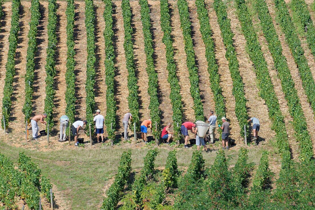 Frankreich, Saone et Loire, Pouilly Fuisse, Entwässerung der Weißen Burgunder