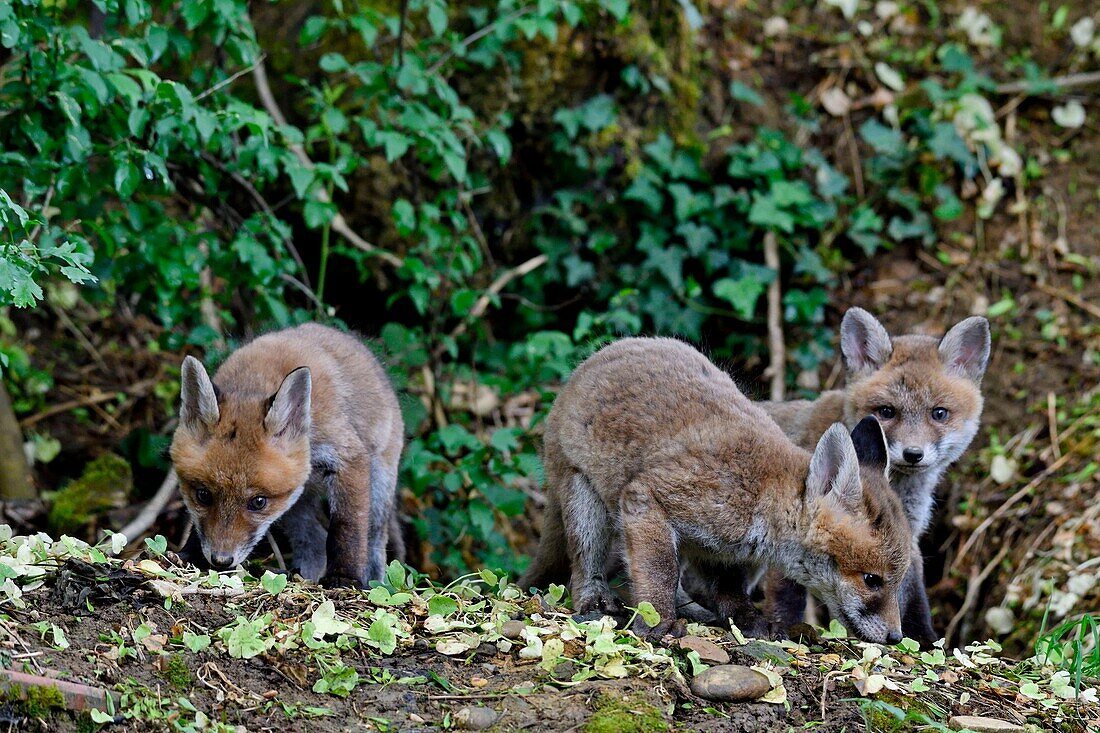 France, Doubs, young fox (Vulpes vulpes) in the burrow