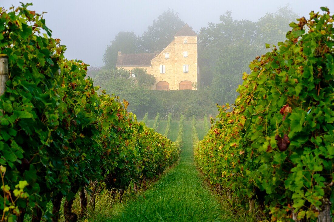 France, Quercy, Lot, Cahors vineyards
