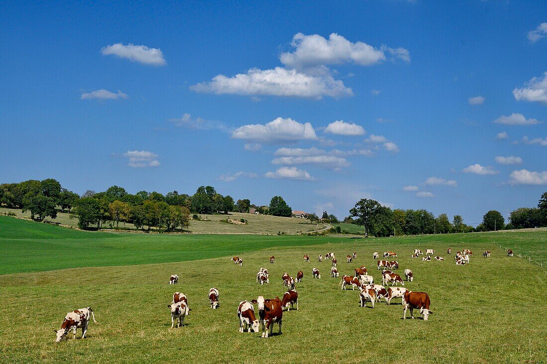 Frankreich, Doubs, Les Terres de Chaux, grasende Kühe von Montbeliarde