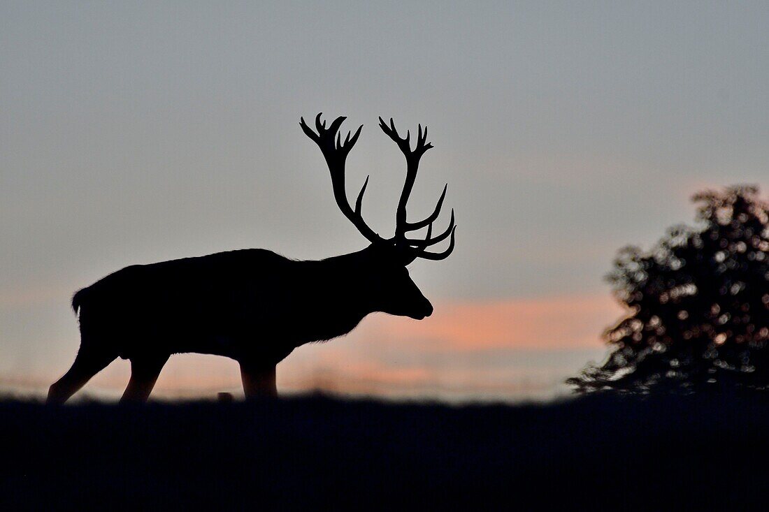 Frankreich, Haute Saone, Rothirsch (Cervus elaphus), Männchen in der Zeit der Schlachtung