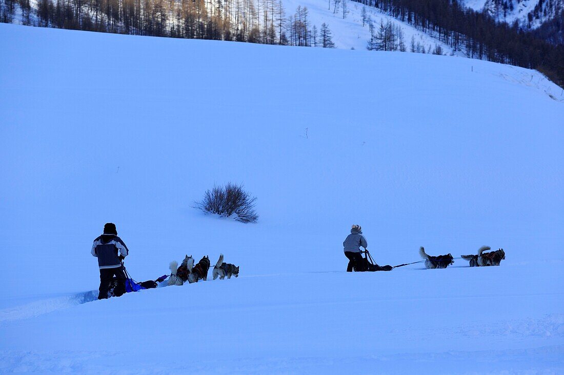 France, Hautes Alpes, Regional Natural Park of Queyras, Ristolas, hamlet of L'echalp, dog sled teams