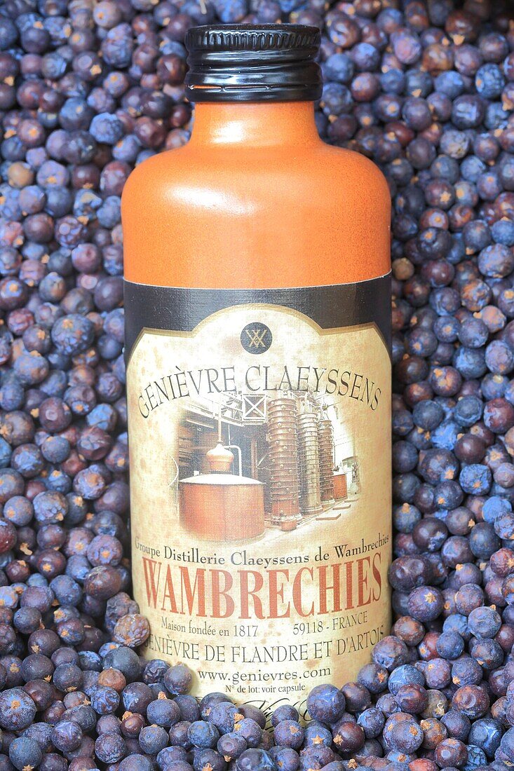 France, Nord, Wambrechies, Claeyssens de Wambrechies distillery founded in 1817 and classified as a Historic Monument, bottle of juniper alcohol and juniper berries