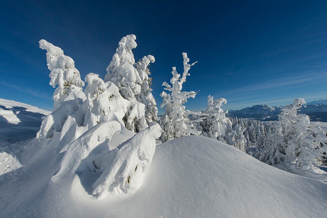 France, Haute Savoie, massive Bauges, above Annecy limit with the Savoie, the Semnoz plateau exceptional belvedere on the Northern Alps, fir trees loaded with snow