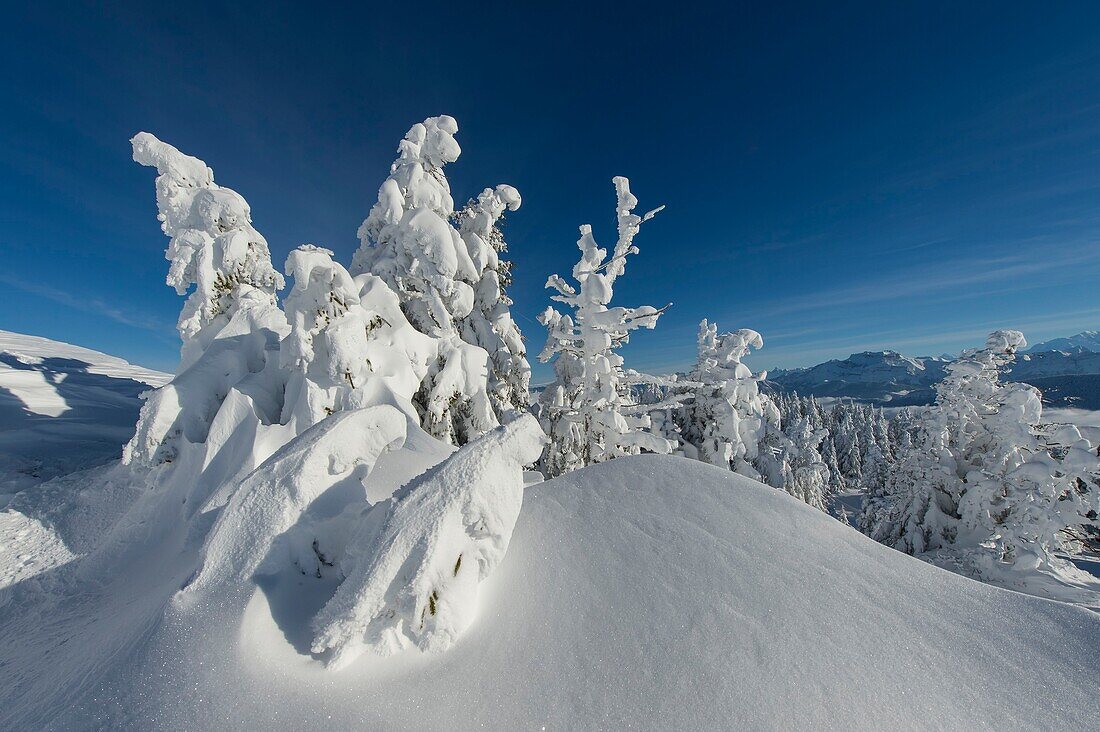 Frankreich, Haute Savoie, massive Bauges, oberhalb von Annecy Grenze zur Savoie, die Hochebene von Semnoz außergewöhnlicher Aussichtspunkt auf die Nordalpen, Tannen mit Schnee beladen