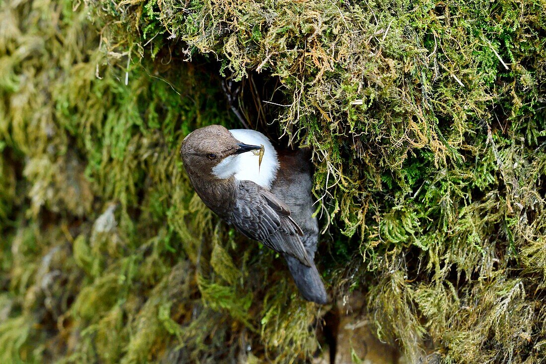 France, Doubs, valley of the Creuse, White throated dipper (Cinclus cinclus) in the brook, nest, feeding young