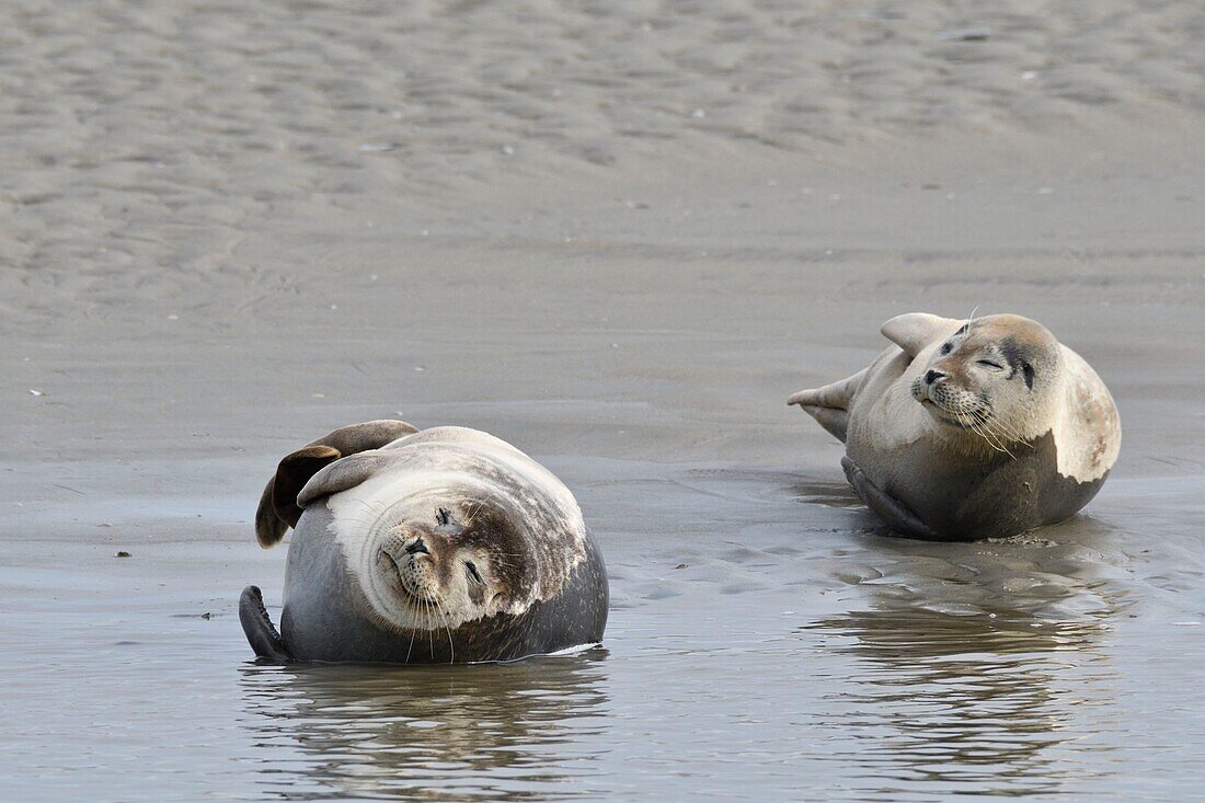 France, Somme, Berck sur Mer, Bay of Authie, seals at low tide on the sand