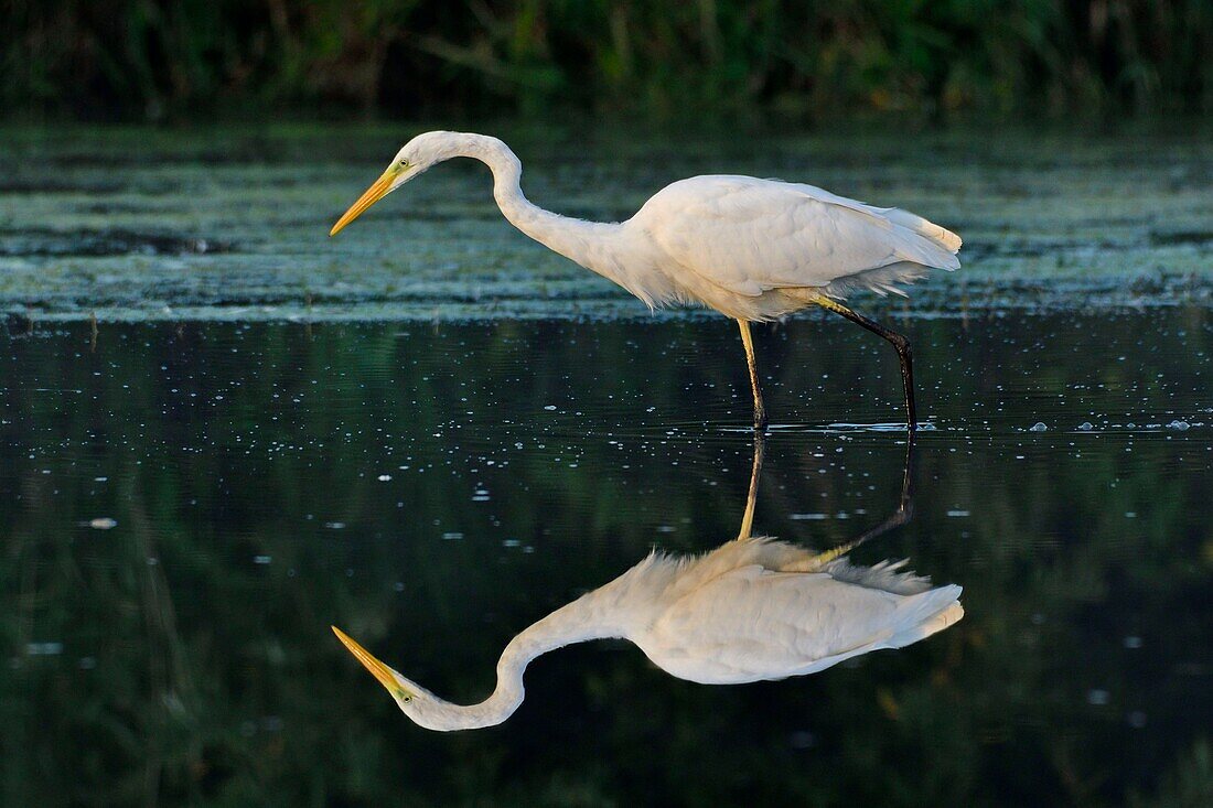 Frankreich, Doubs, Brognard, Naturgebiet des Allan, Silberreiher (Ardea alba)