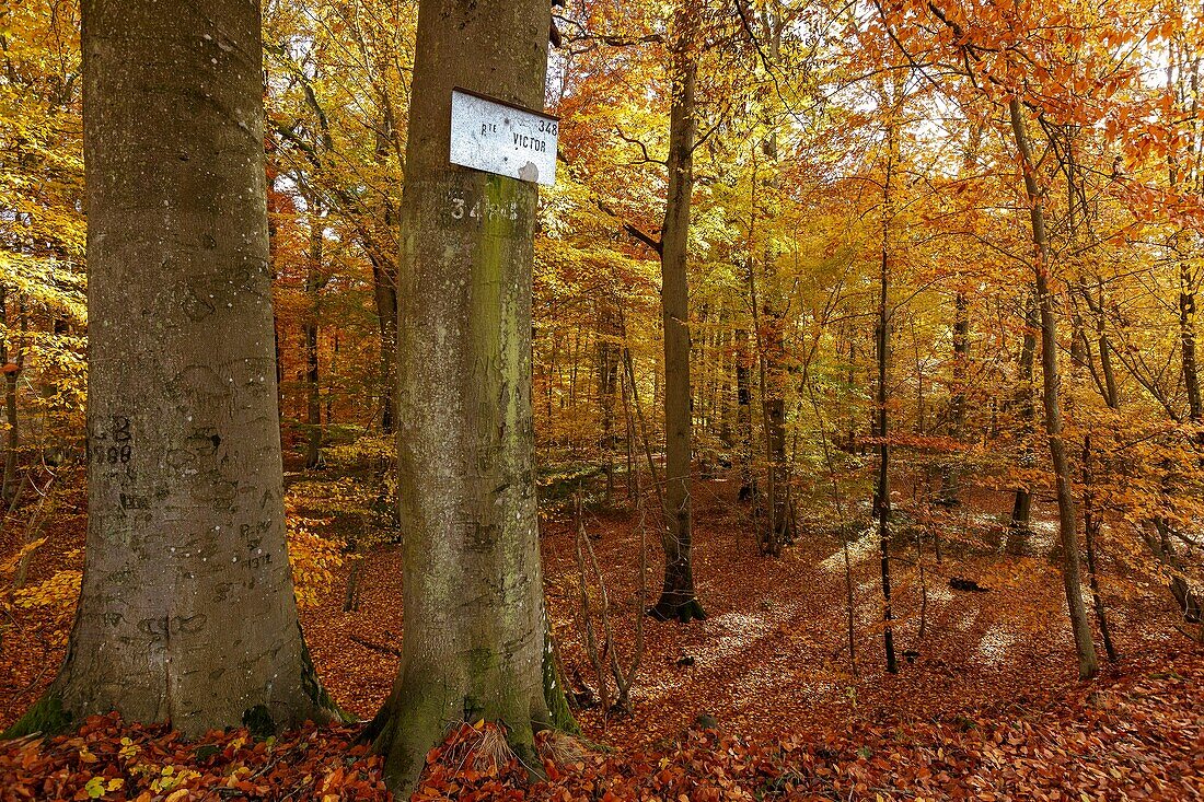 Frankreich, Seine et Marne, Biosphärenreservat Fontainebleau und Gatinais, der Wald von Fontainebleau, der von der UNESCO zum Biosphärenreservat erklärt wurde, der Wald im Herbst im Bereich des Table du Roi