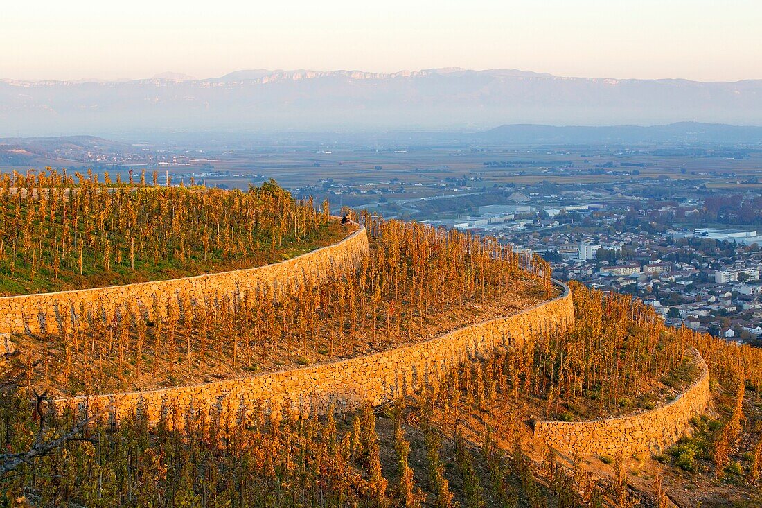 France, Drome, Tain l'Hermitage, vineyard AOC Hermitage