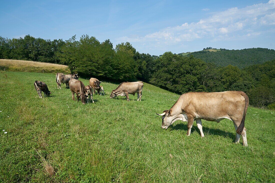 France, Ariege, Betchat, Sandrine Bozom Dangla's farm, breeder cows Casta