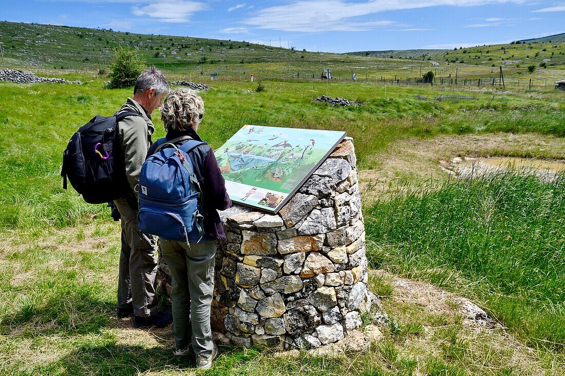 France, Lozere, Causse Mejean, hikers consulting a pedagogical panel in the Cevennes park