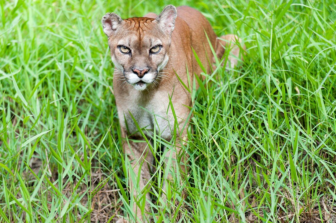 France, French Guiana, Macouria, Guyane Zoo, South American cougar (Puma concolor concolor)