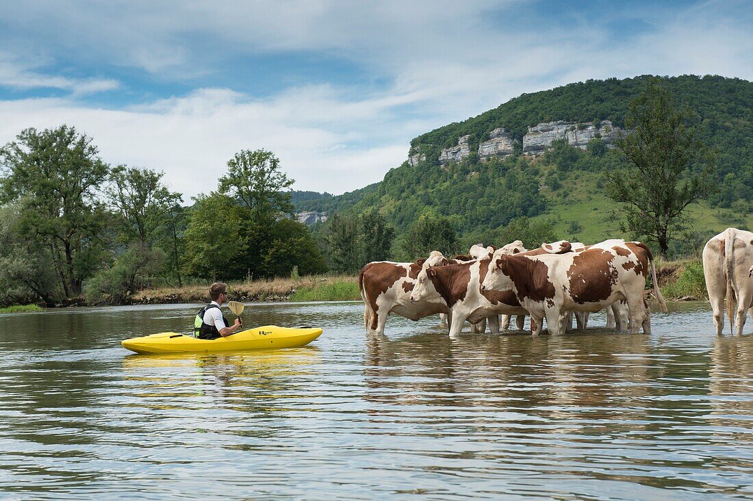 France, Doubs, Loue valley, canoe trip on the Loue de Vuillafans in Ornans, meeting with a herd of cows